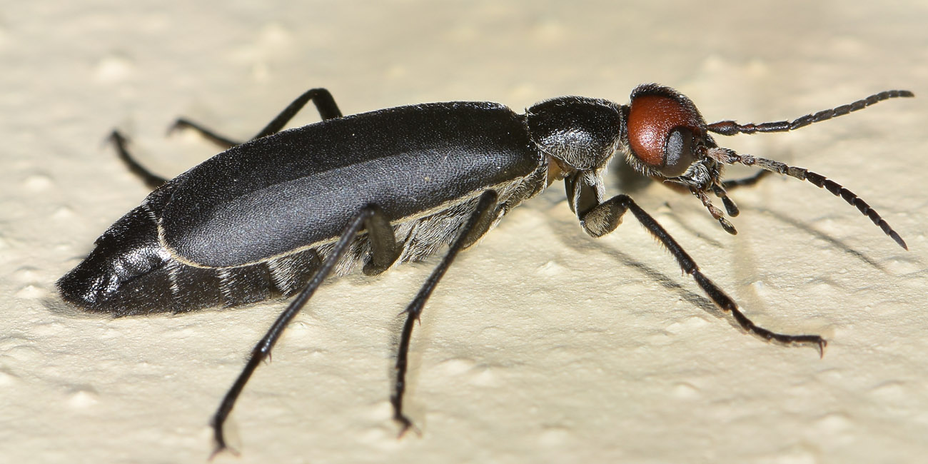 Meloidae: Epicauta rufidorsum